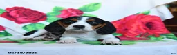 Beaglier dogs for sale: Clementine - Ad 3