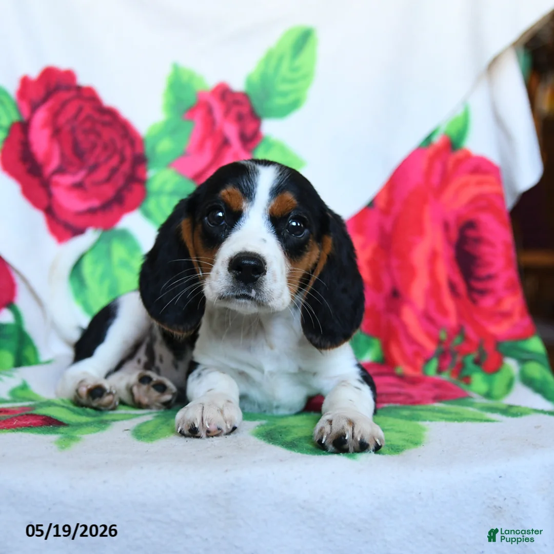 Beaglier dogs for sale: Clementine - Ad 3