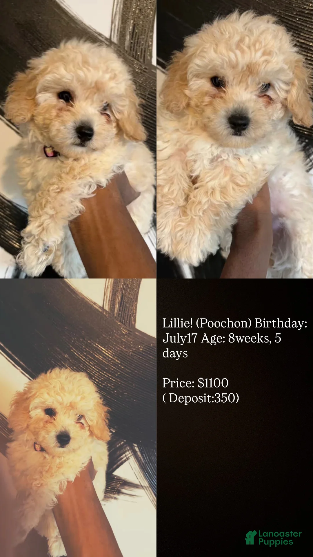 Bichpoo dogs for sale: Bichpoo 2 - Ad 2
