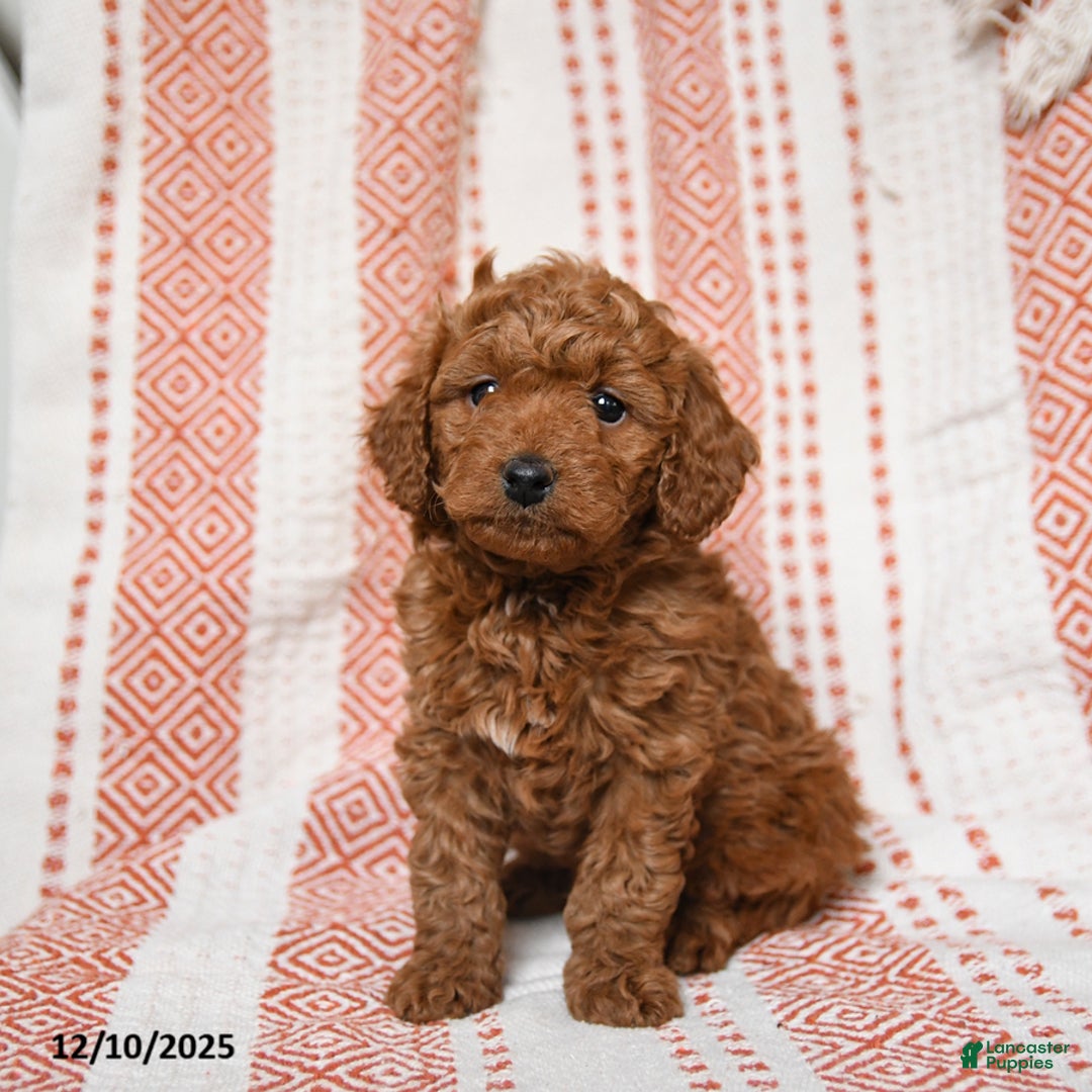Mini Goldendoodle dogs for sale: Kujo - Ad 3
