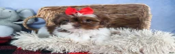 Shih Tzu dogs for sale: FINN - Ad 9