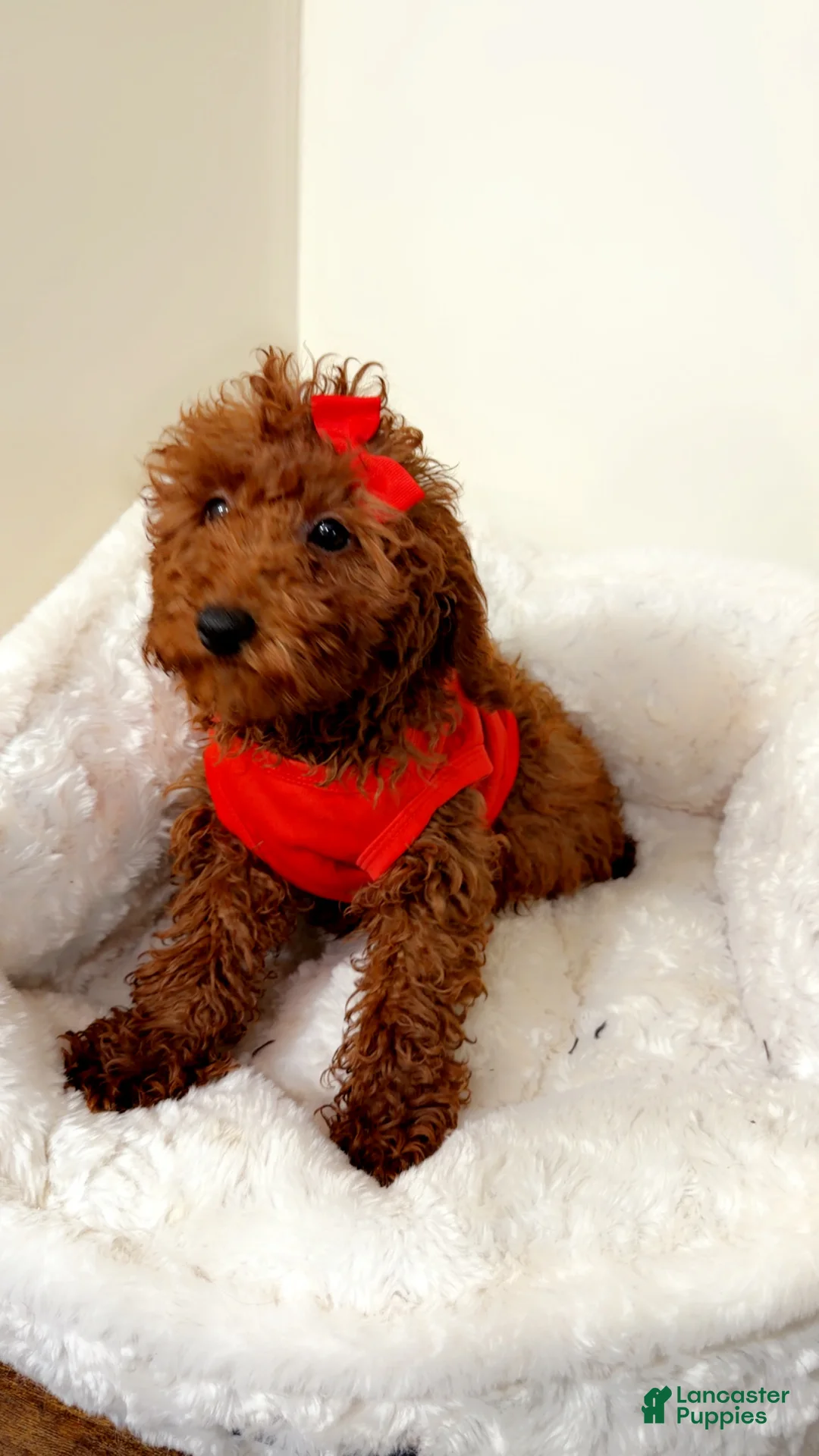 Cavapoo dogs for sale: Dakota  - Ad 1