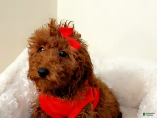 Cavapoo dogs Dakota - Ad 20