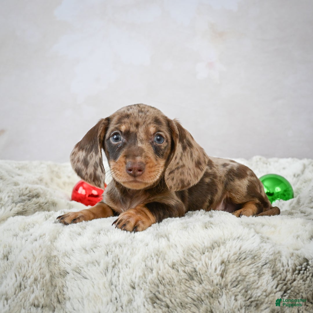 Miniature Dachshund dogs for sale: Miles - Ad 4