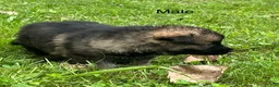 German Shepherd dogs for sale: German Shepherd 3 - Ad 27