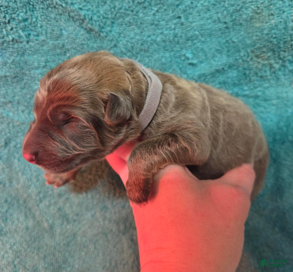 German Shepherd dogs Gray Collar Boy - Ad 25