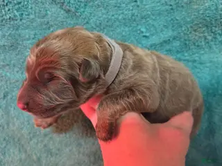 German Shepherd dogs Gray Collar Boy - Ad 18