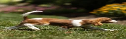 Cavalier King Charles Spaniel dogs for sale: Allen Cavalier King Charles Spaniel Puppy  - Ad 5