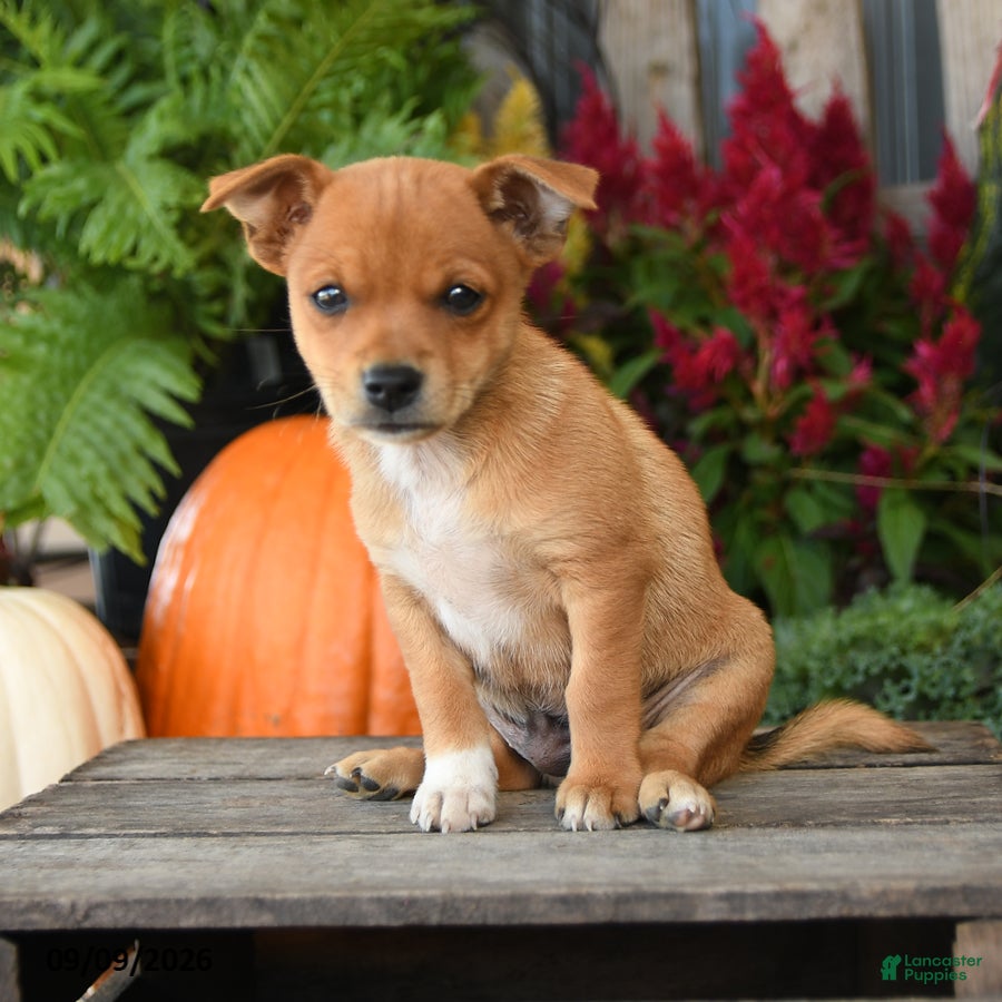 Mixed Breed dogs for sale: Briar - Ad 4