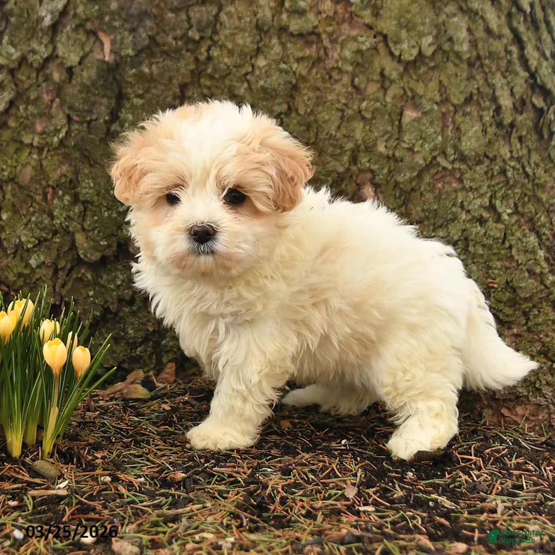 Maltipoo dogs for sale: Tinsel - Ad 2