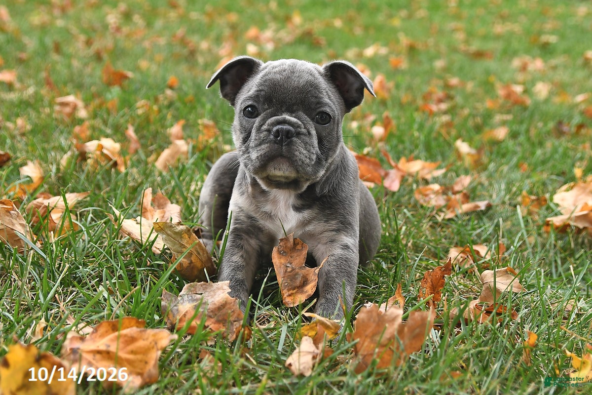 Frenchton dogs Pepper - Ad 1