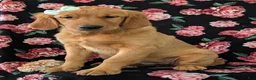 Golden Retriever dogs for sale: Abbie AKC Reg - Ad 3