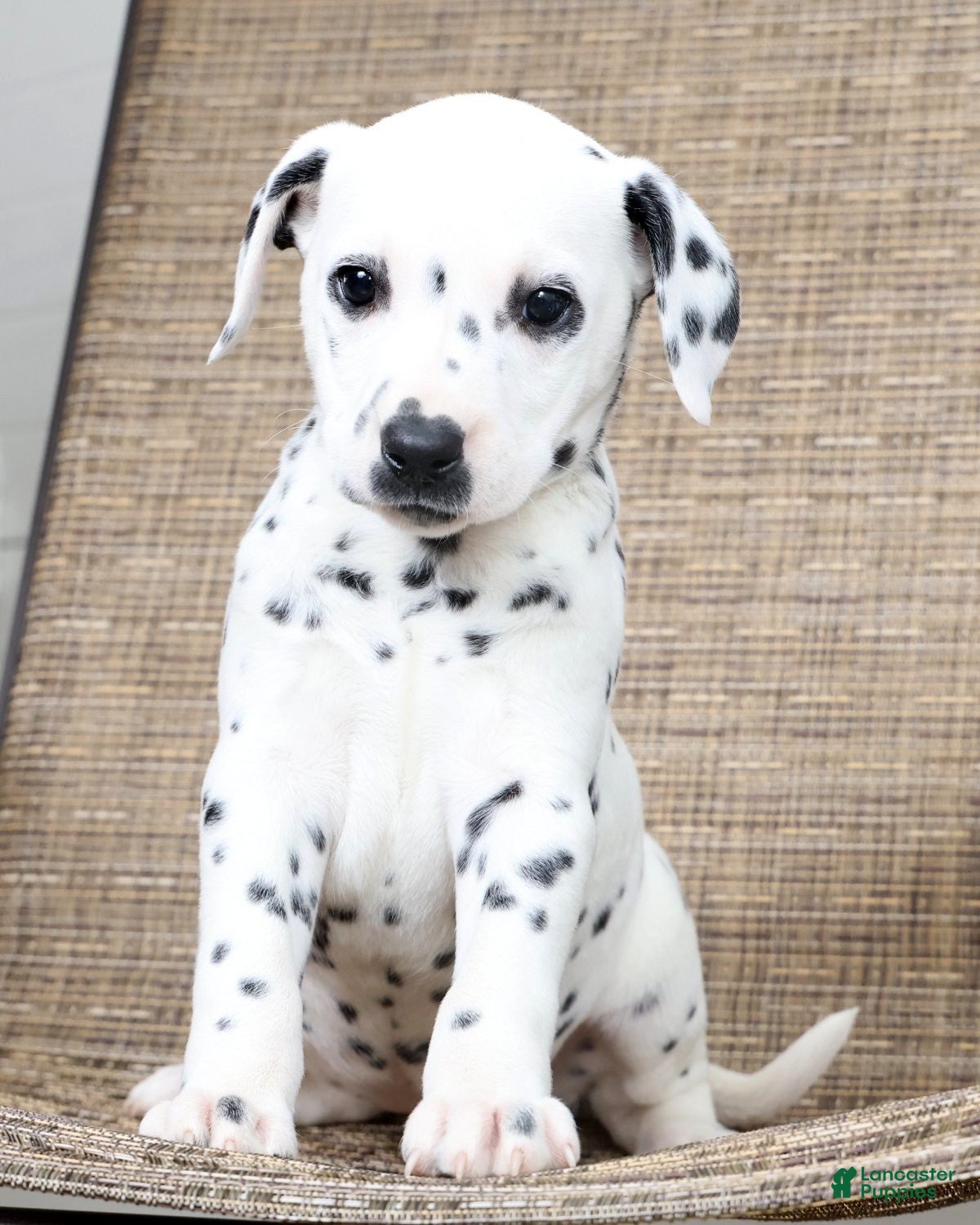 Dalmatian dogs Sprinkles - Ad 2