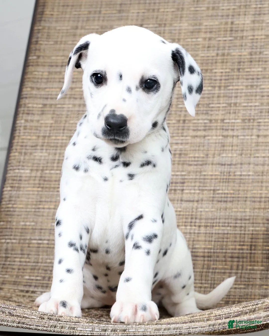 Dalmatian dogs for sale: Sprinkles - Ad 2