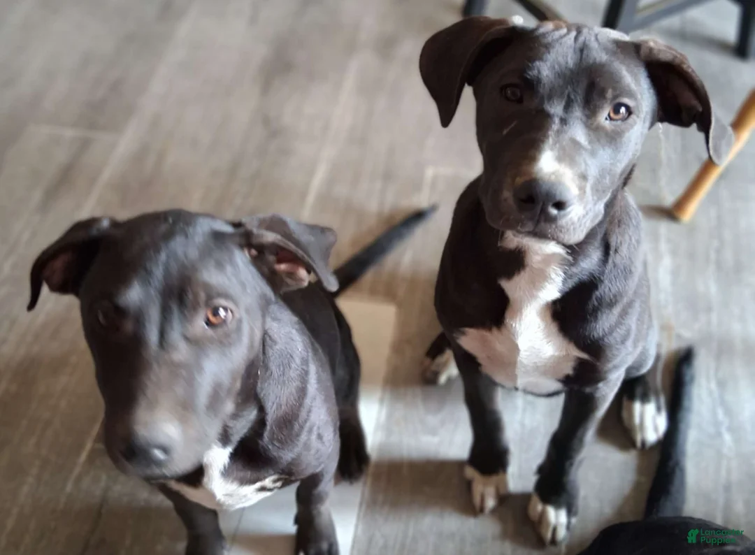 Mixed Breed dogs for sale: Mini Mi - Ad 2