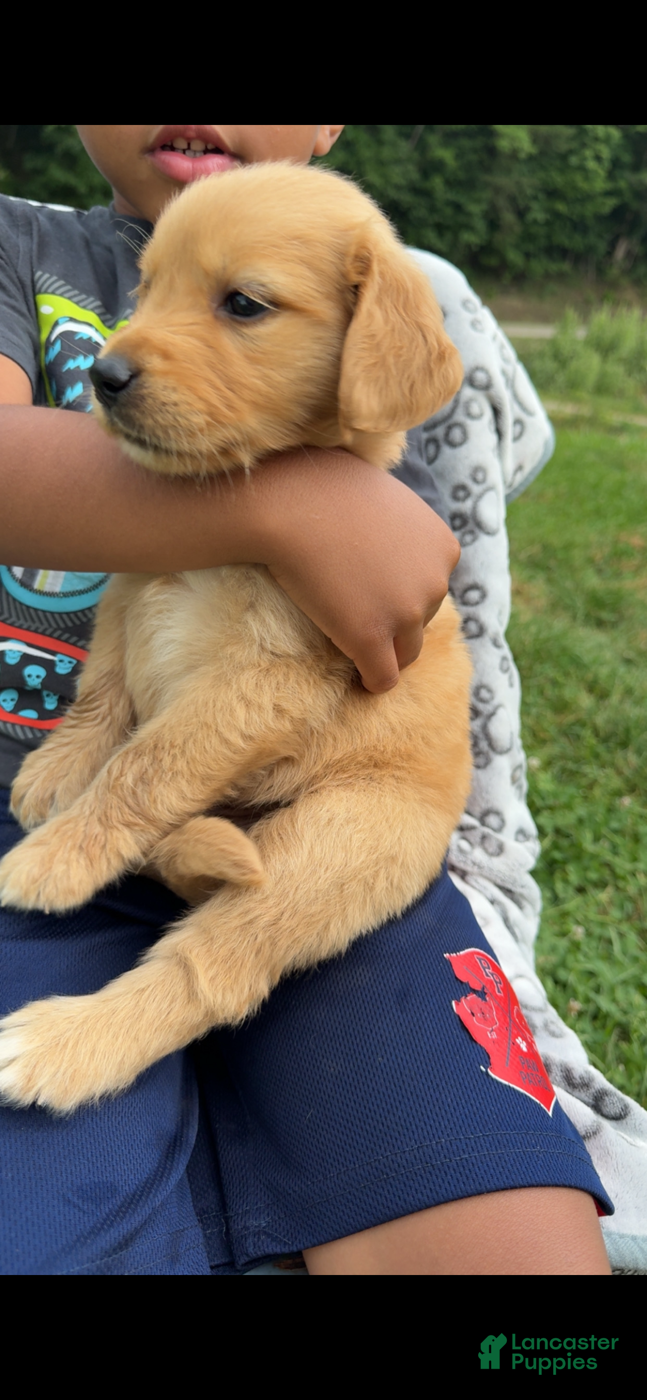 Goldendoodle dogs for sale: Goldendoodle 3 - Ad 4