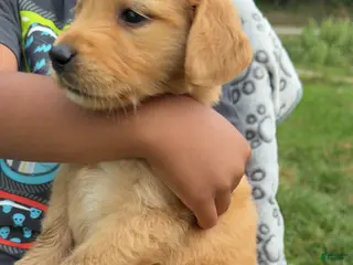 Goldendoodle dogs for sale: Goldendoodle 3 - Ad 4
