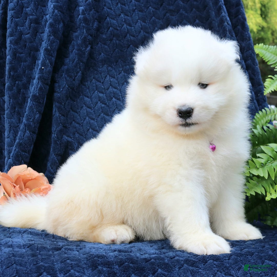 Samoyed Rescue Average Price Of A Samoyed Puppy Samoyed Puppy