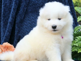 Samoyed dogs - Ad 8