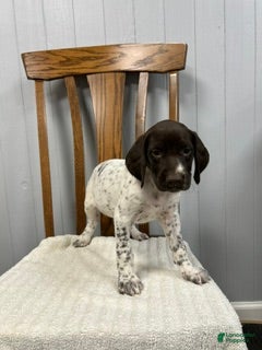 German Shorthaired Pointer dogs Lucy - Ad 2