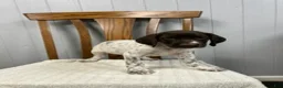 German Shorthaired Pointer dogs for sale: Lucy - Ad 2