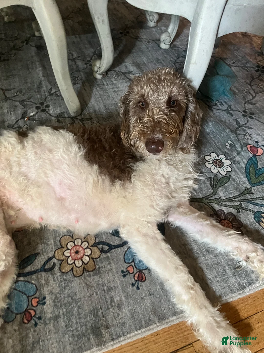 Labradoodle dogs for sale: Daisy  - Ad 2