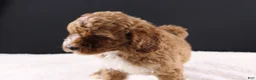 Mini Goldendoodle dogs for sale: Brewster - Ad 3