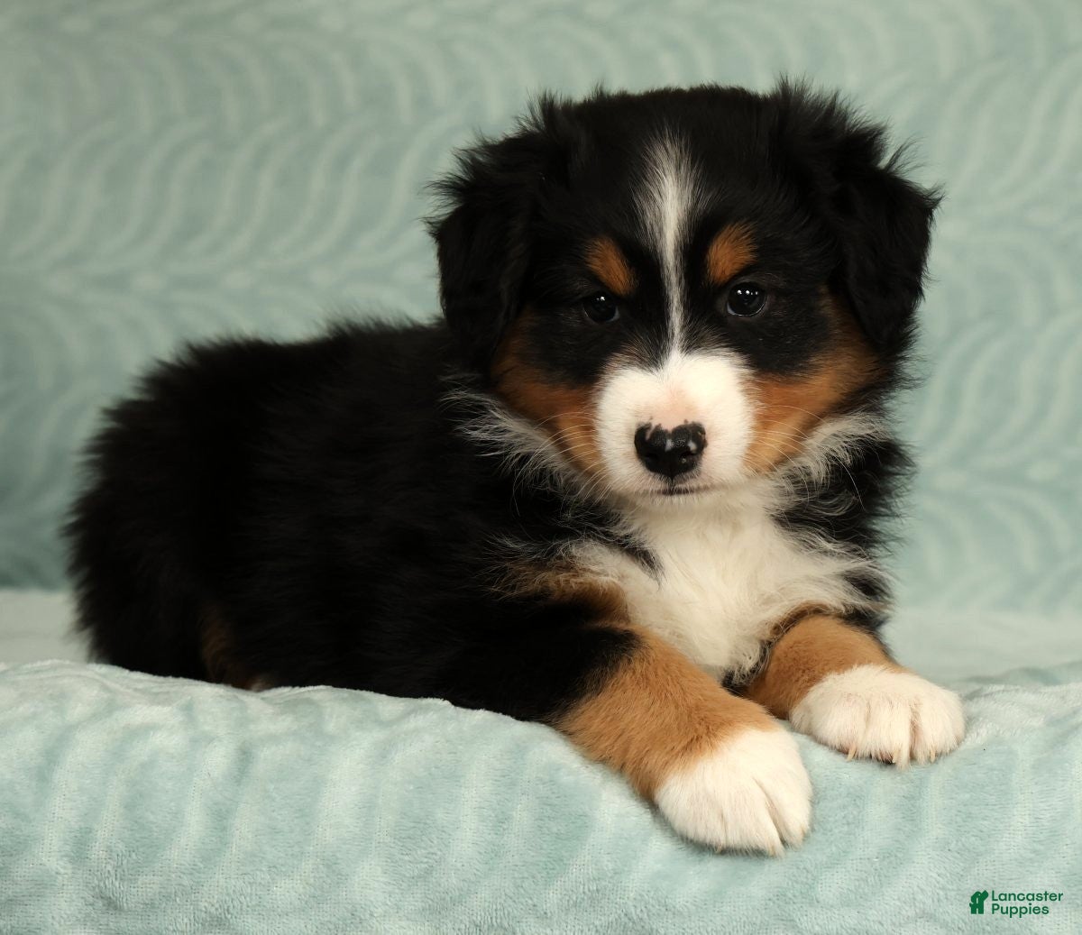Australian Shepherd dogs for sale: Milo - Ad 4