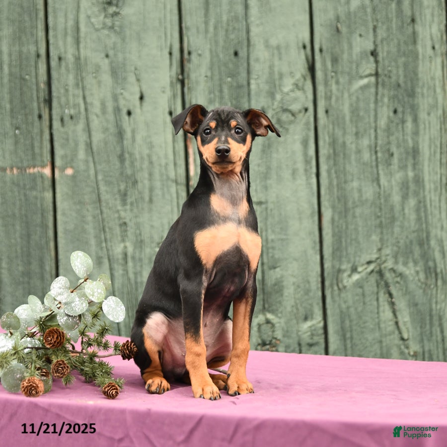 Miniature Pinscher dogs Kalvin - Ad 16