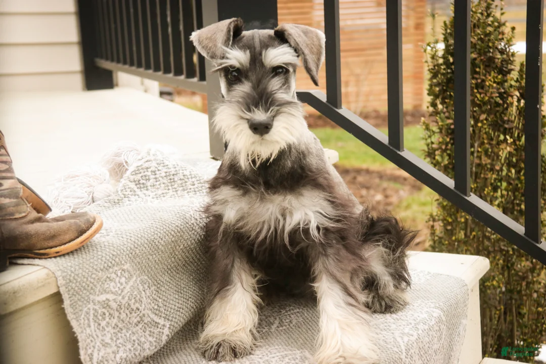Miniature Schnauzer dogs for sale: Holly - Ad 2