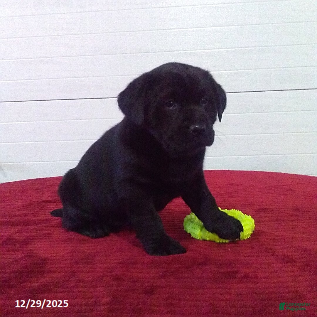 Labrador Retriever dogs for sale: Trixie - Ad 5