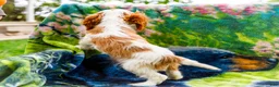 Mixed Breed dogs for sale: Janie - Ad 6