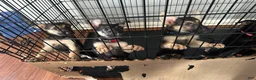 German Shepherd dogs for sale: German Shepherd 1 - Ad 1