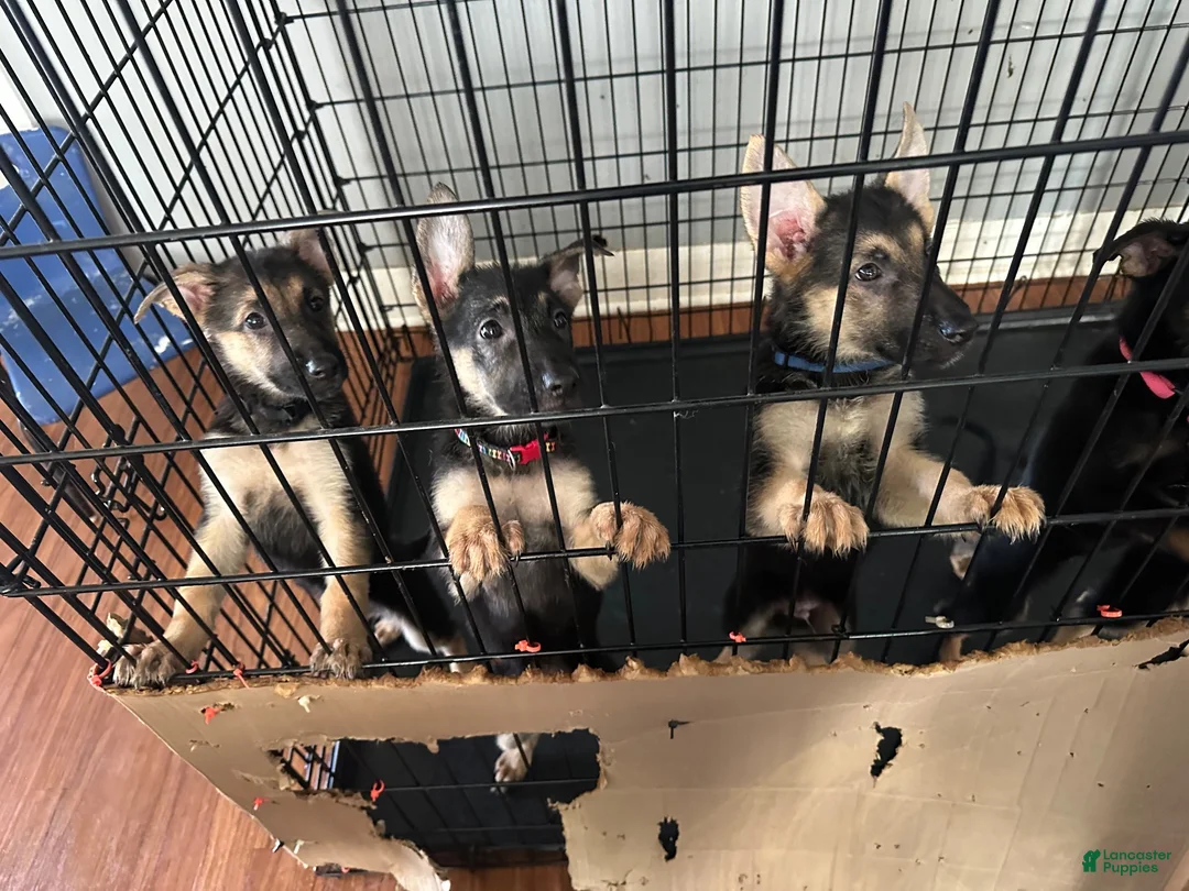 German Shepherd dogs for sale: German Shepherd 1 - Ad 1
