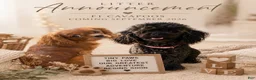 Cavapoo dogs for sale: Anchor - Ad 4