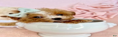 Teacup Poodle Puppy 
