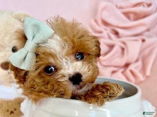 Toy Poodle dogs Teacup Poodle Puppy - Ad 14