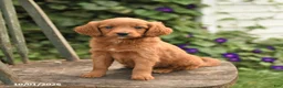 Mini Goldendoodle dogs for sale: Daisy - Ad 2