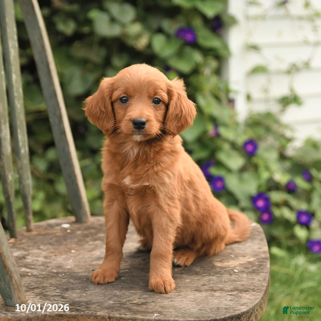 Mini Goldendoodle dogs for sale: Daisy - Ad 2