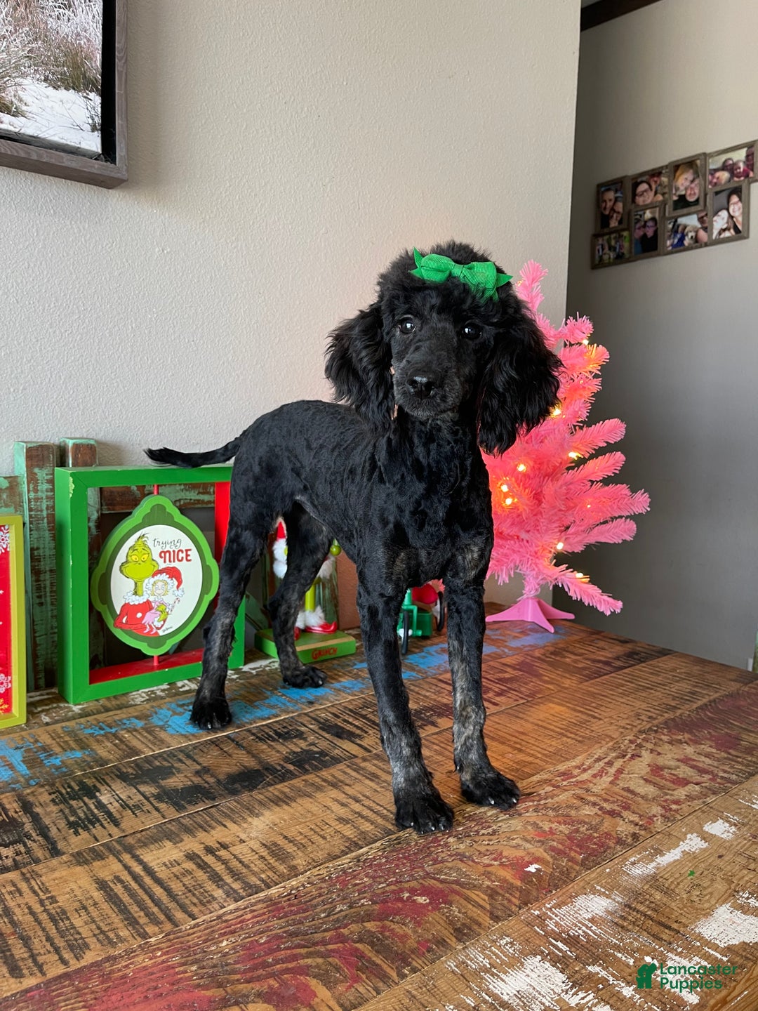 Miniature Poodle dogs for sale: Akc Clear Black Phantom Ellie - Ad 2