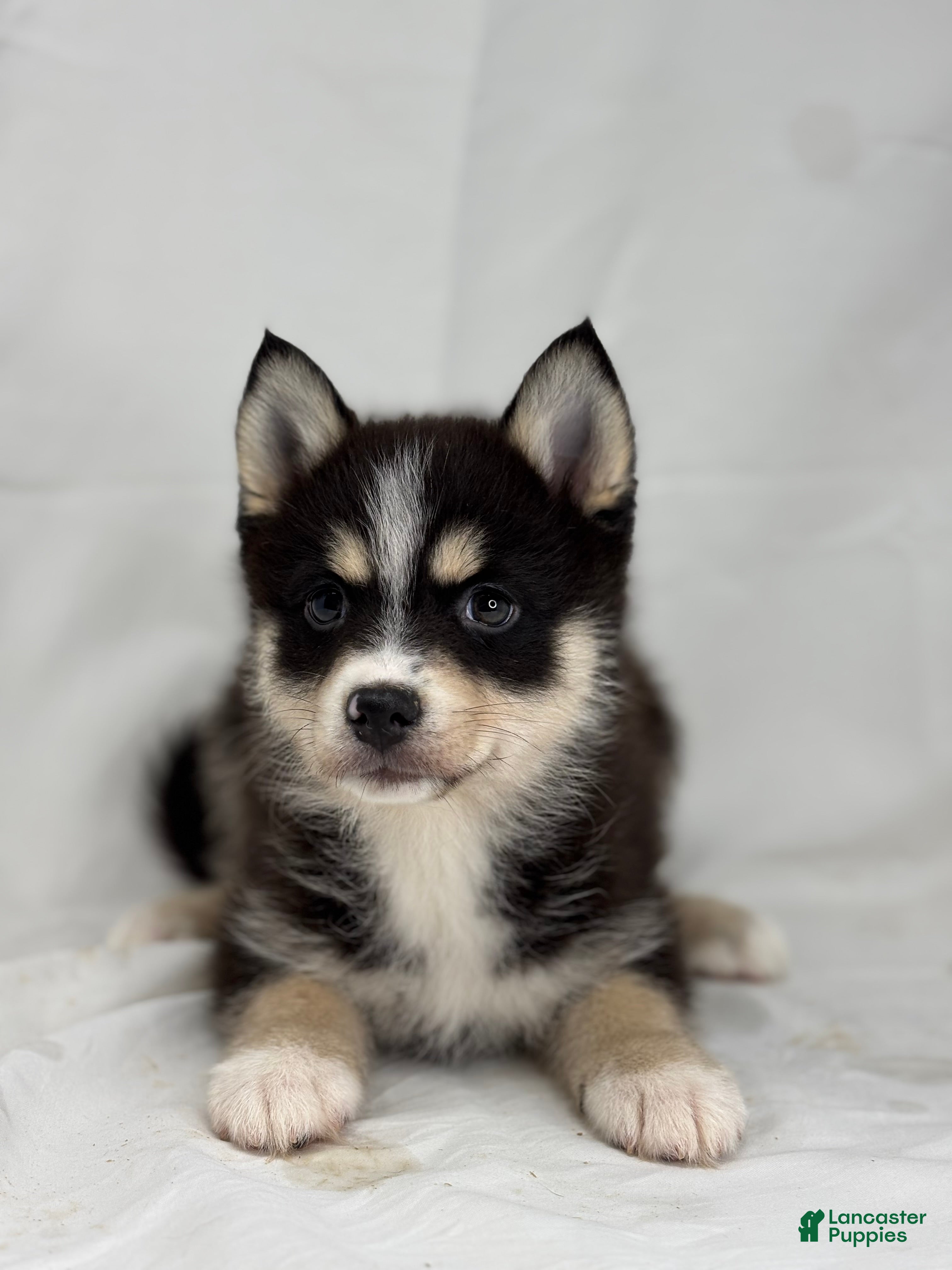 Pomsky dogs Zara - Ad 21