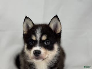 Pomsky dogs Zara - Ad 21