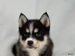 Pomsky dogs Zara - Ad 24