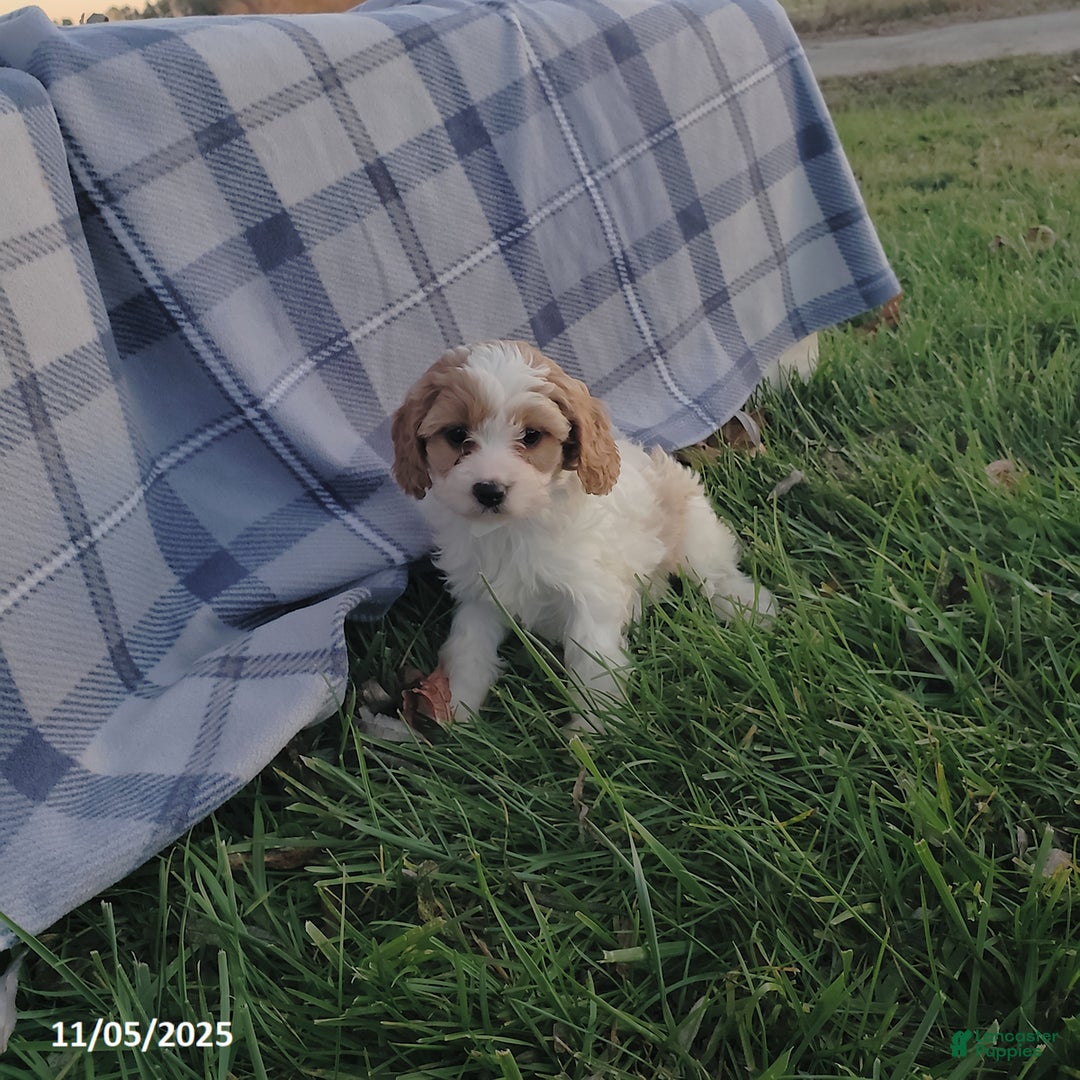 Cavapoo dogs for sale: Bella   - Ad 1