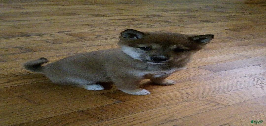 Gallery Image {{count}}