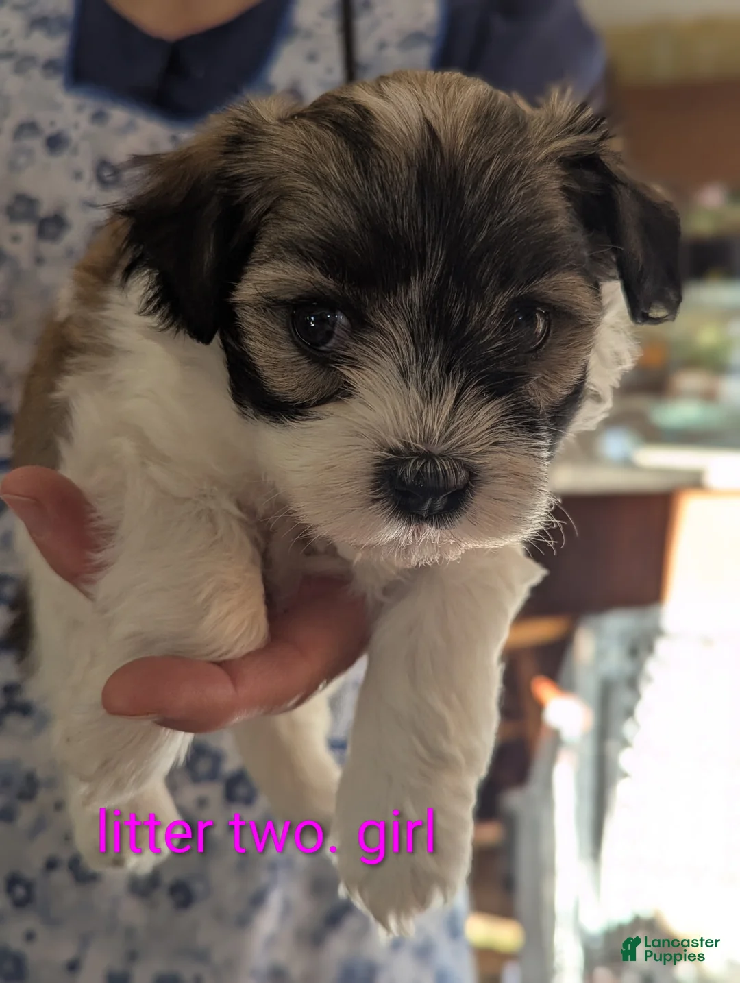 Havanese dogs for sale: Havanese Puppy 6 - Ad 1