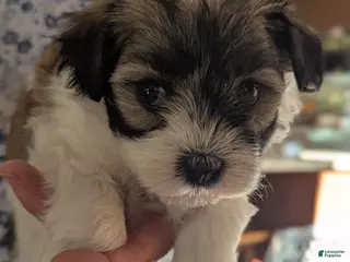 Havanese dogs Havanese Puppy 6 - Ad 41