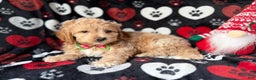 Cockapoo dogs for sale: Stocking - Ad 8