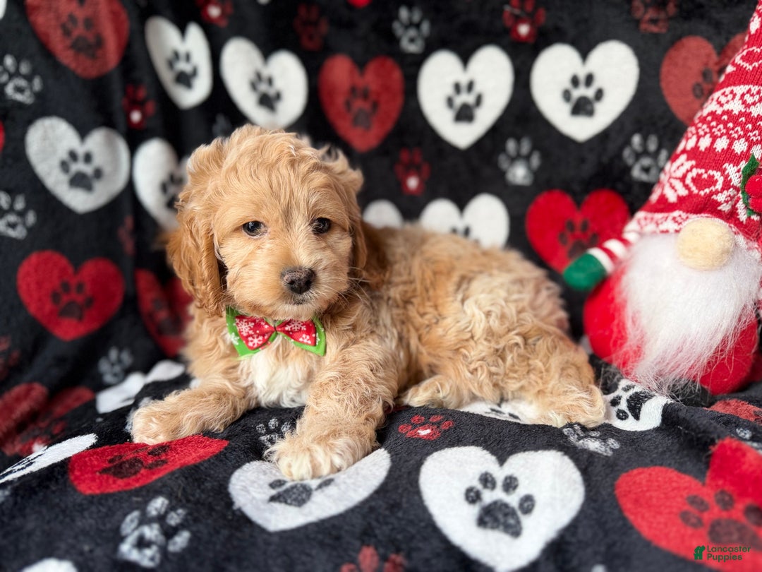 Cockapoo dogs for sale: Stocking - Ad 8
