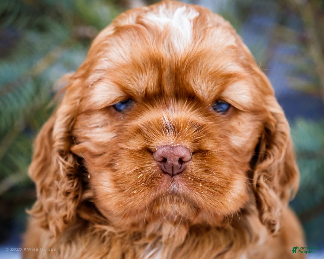 Cocker Spaniel dogs for sale: Tony - Ad 2